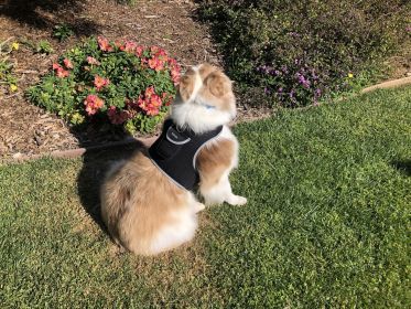 GPS Waterproof Realtime Dog Cat Collar Tracker for Locating Lost Pet Size:XL